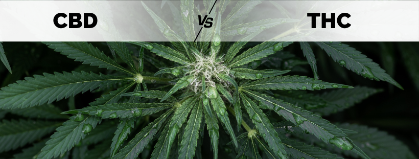 CBD vs. THC