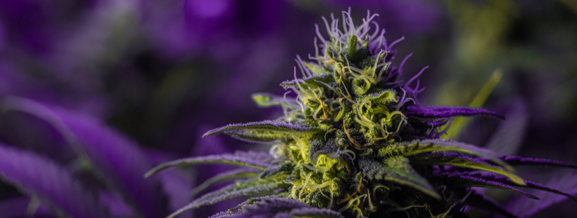 Cannabis Flower