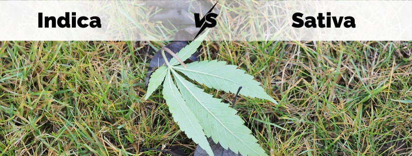 Indica VS Sativa