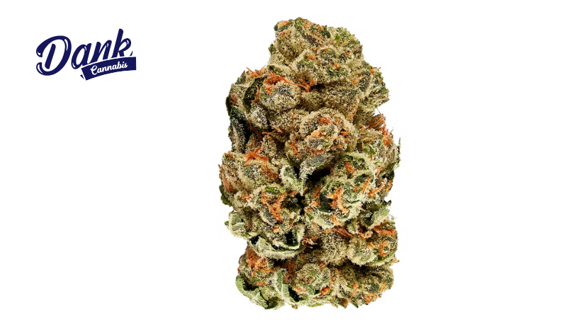 Indica VS Sativa