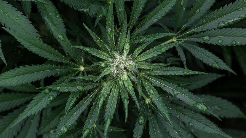 https://dank.ca/wp-content/uploads/2025/09/CBD-1-2.png