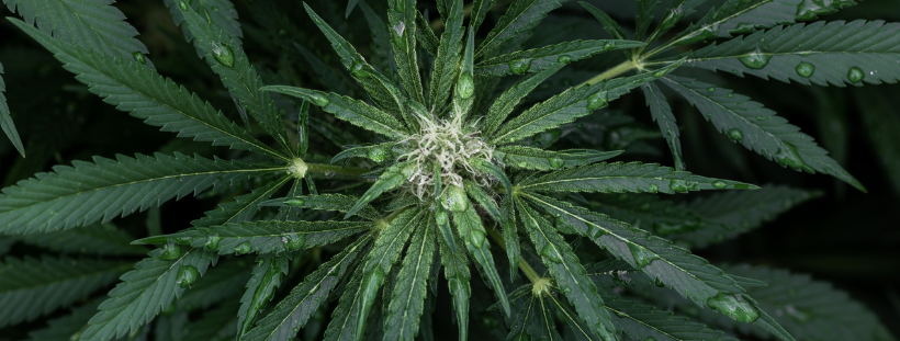 Best CBD Edibles
