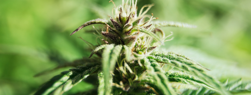 Cannabis Strains