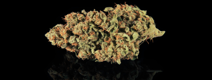 Cannabis-Infused Edibles